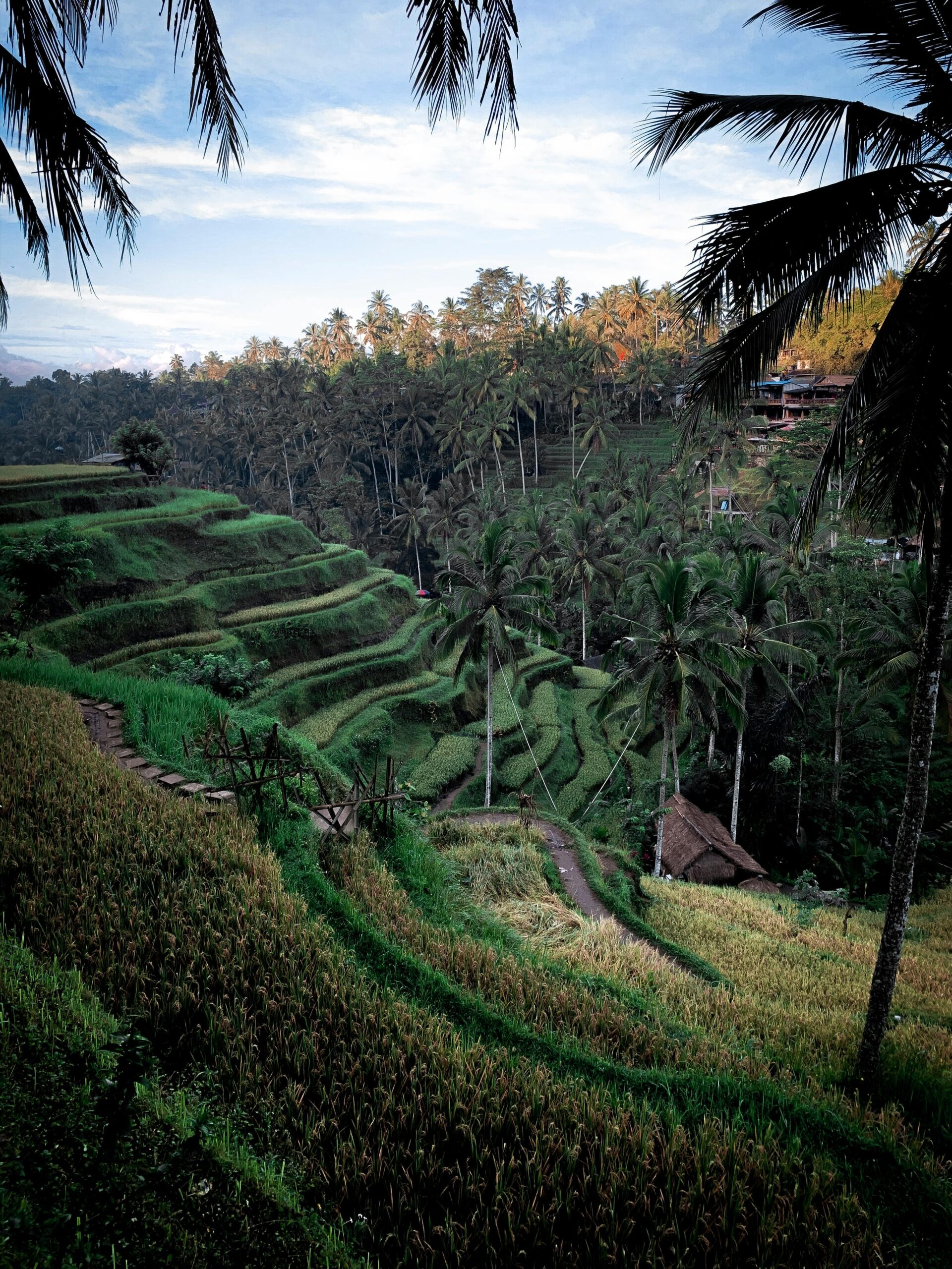 Home Capture of vibrant rice terraces and coconut trees in Ubud, Indonesia.
