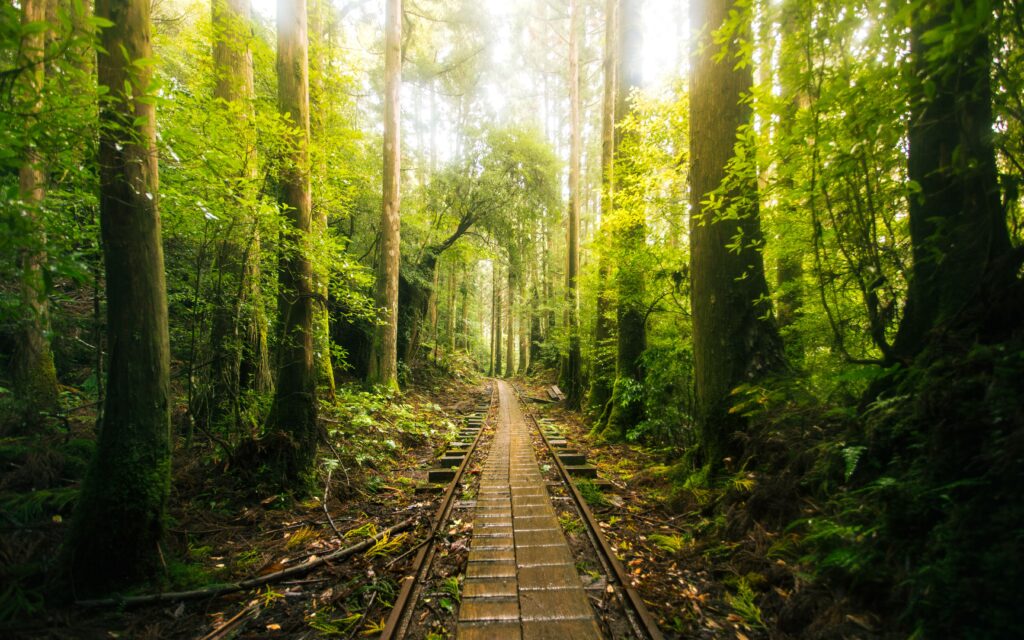 Best Places to Visit in Japan in 2026: 25 Amazing Must-See Gems Misty forest trail in Yakushima, Japan surrounded by vibrant greenery and sunbeams.