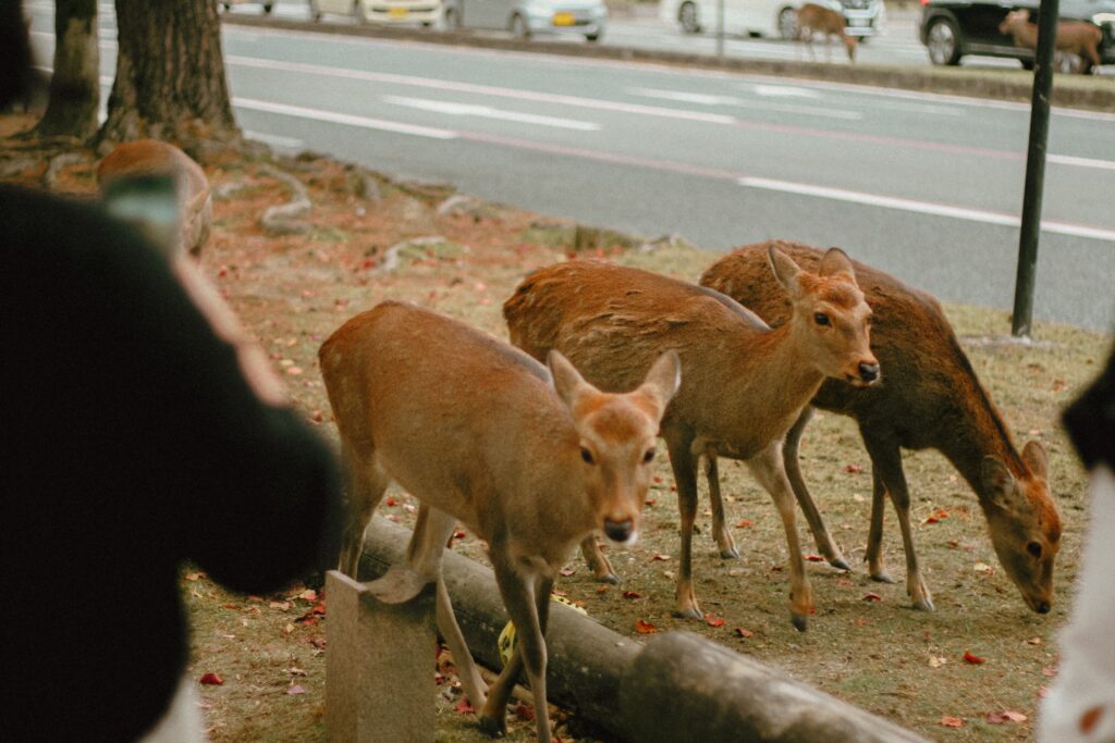 Best Places to Visit in Japan in 2026: 25 Amazing Must-See Gems A group of deer peacefully grazing near a road in Nara Park, Japan during winter.